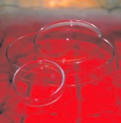 SCATOLE PETRI VETRO NEUTRO "ANUMBRA" diam. 80 x 15 mm