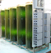 Software assisted blu/green microalgae growing system